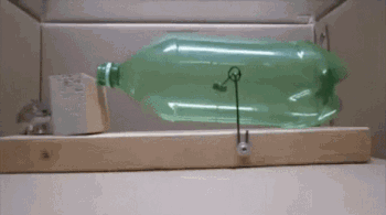 果然任何种族对肉球都没有抵抗力~