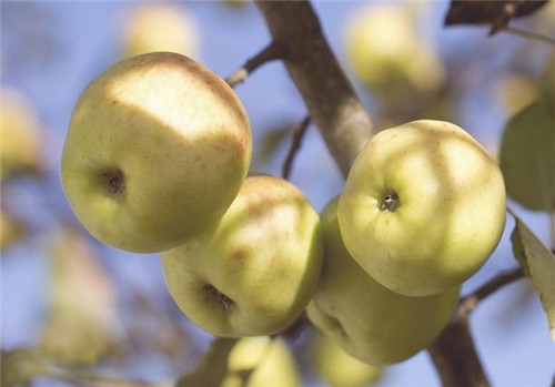 炖肉时加苹果 祛异味降血脂