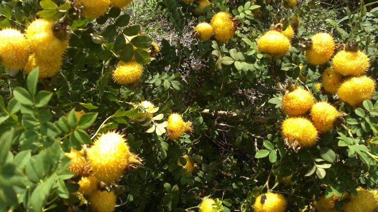 刺梨可以减肥吗
