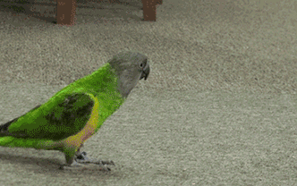 这个是什么怎么抓不到..