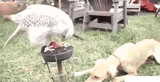 幸福来的太突然 二师兄还有点不适应