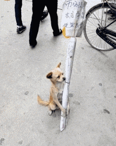 可能这就是跨越种族的爱恋吧