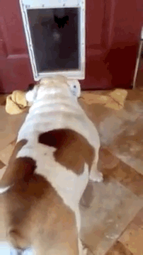 你吓到主子了，后果不堪设想