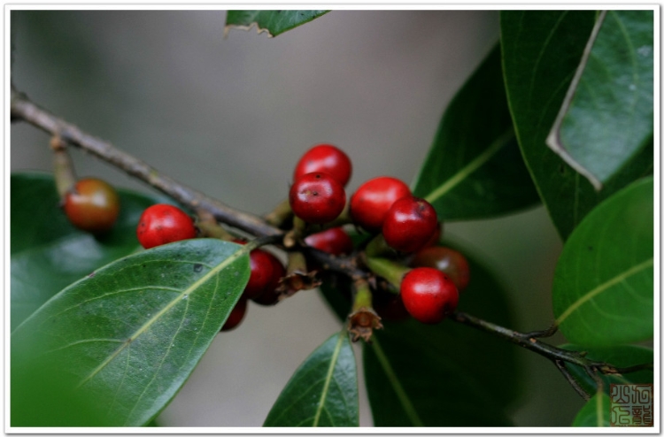 珍珠莲的功效与作用