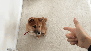 别看我小就可以欺负我 看掌...