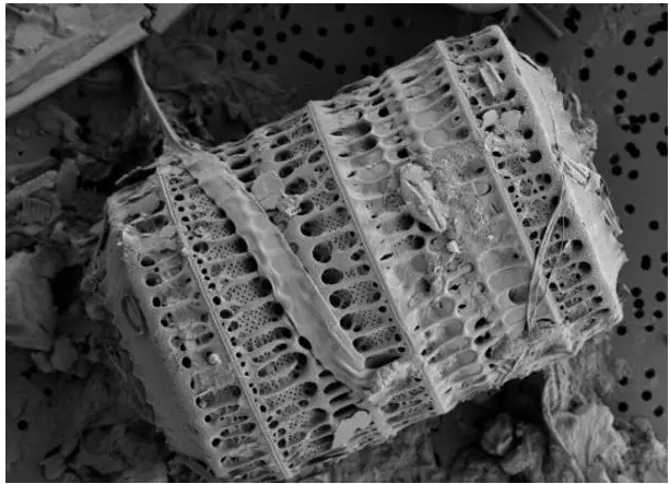 硅藻泥能够除甲醛？别傻了，只能吸附，不能分解！