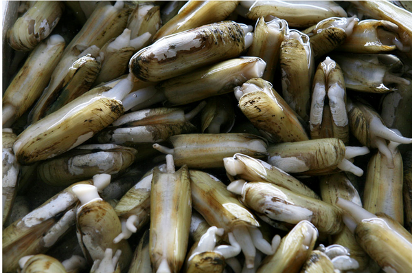 尖波螺的营养价值