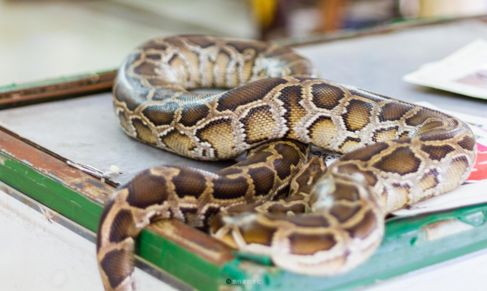 几万条毒蛇在城市寺庙中 百年来从不伤人