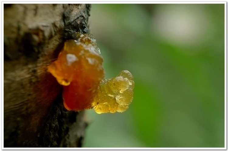 桃胶吃多了会怎样