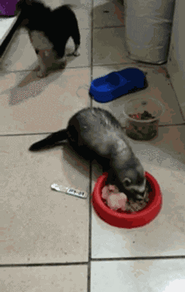 幸福来的太突然 二师兄还有点不适应