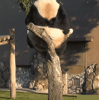 这个是什么怎么抓不到..