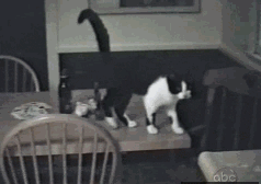 好狗不和鸡斗，本大爷先撤啦