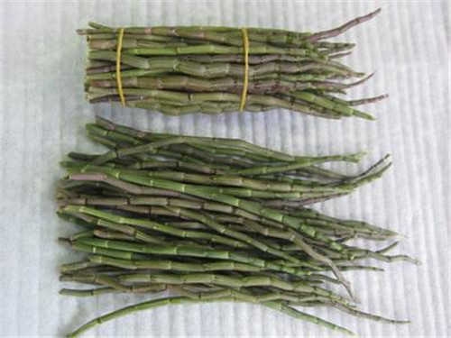 黑节草的功效与作用