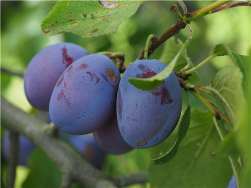 正宗酸梅汤的做法 自制清爽酸甜的酸梅汤