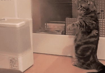 这个是什么怎么抓不到..