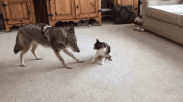 看什么看 不服是吧？有种别跑