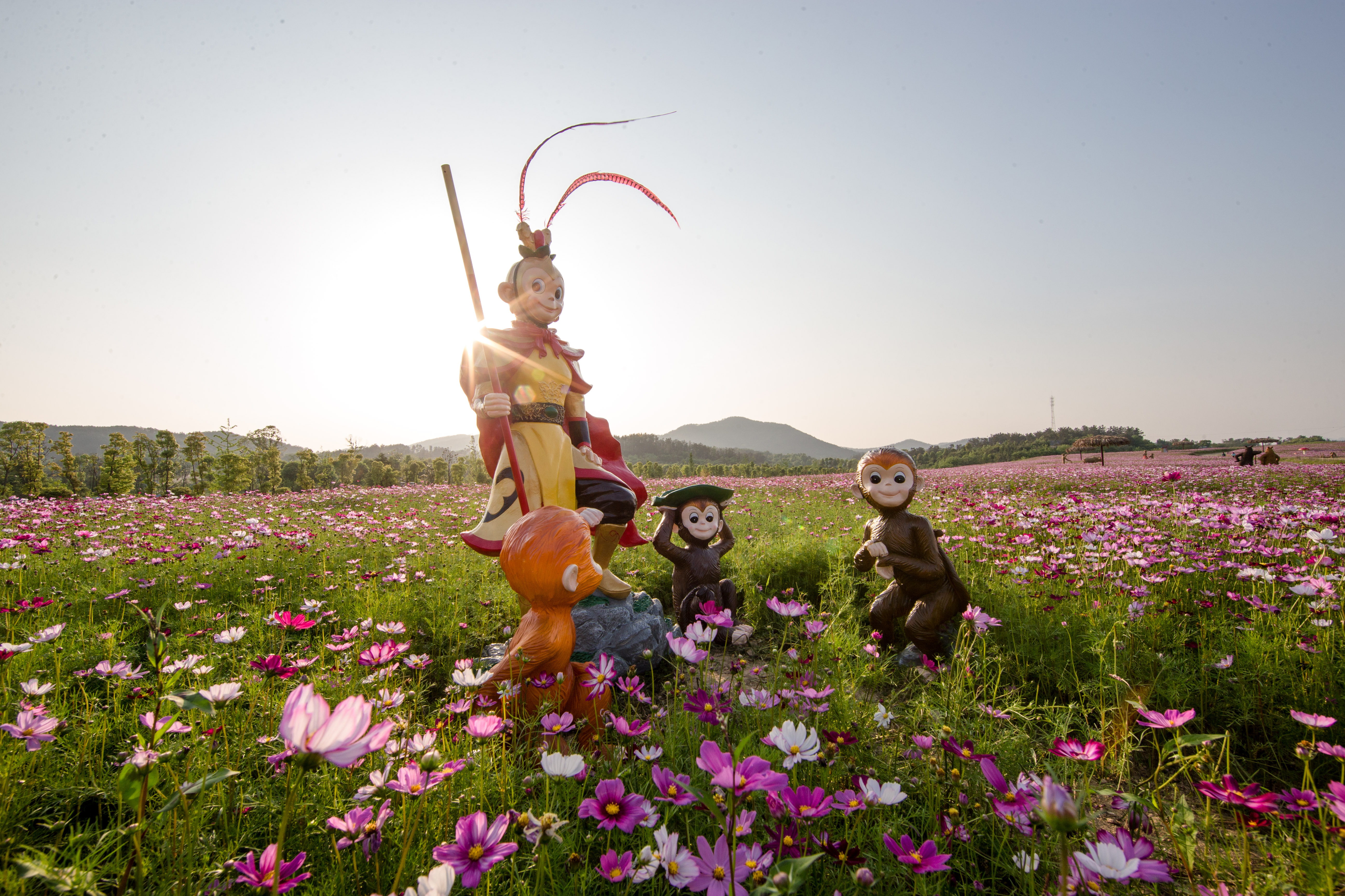 温情三里畈，艳遇一片格桑花海