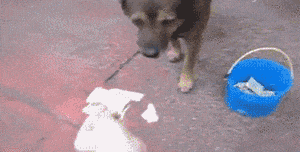 看什么看 不服是吧？有种别跑