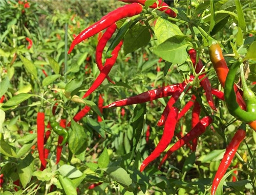 老人吃辣椒的好处