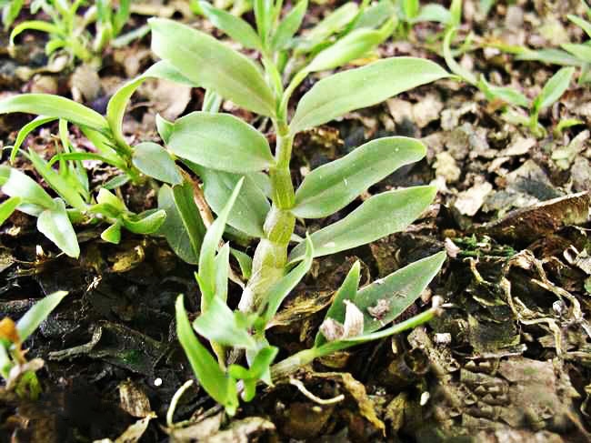 黑节草的功效与作用