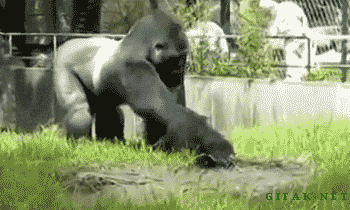 土豪我们交个朋友吗