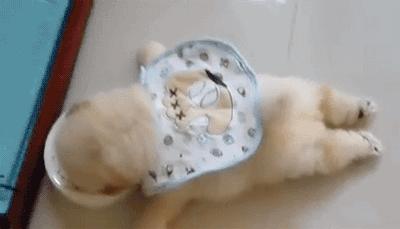 幸福来的太突然 二师兄还有点不适应