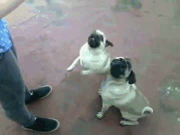 初生牛犊不怕虎，因为他的后台很硬