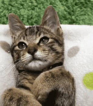 「搞笑贴」猫究竟是一种什么样的生物，哈哈，涨姿势了