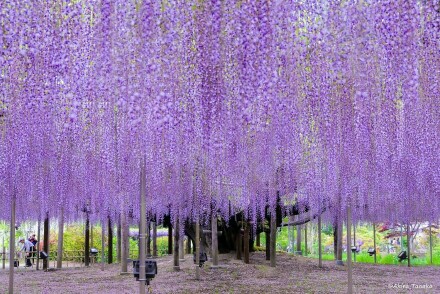 日本樱花节过去了，但是紫藤节来啦！太美了??