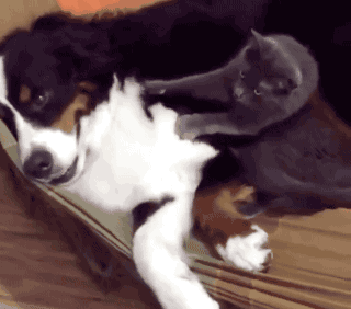 可能这就是跨越种族的爱恋吧