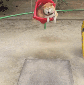 二哈：我蠢起来连我自己都想哭！！！