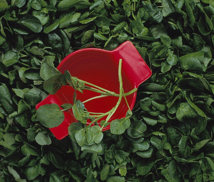 豆瓣的功效与作用 利湿消肿促食欲