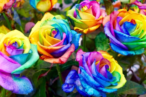 朝圣春天，让我们一起去荷兰看花