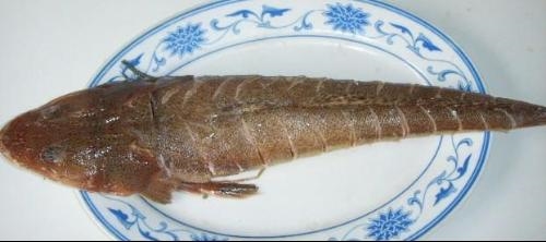 辫子鱼的营养价值