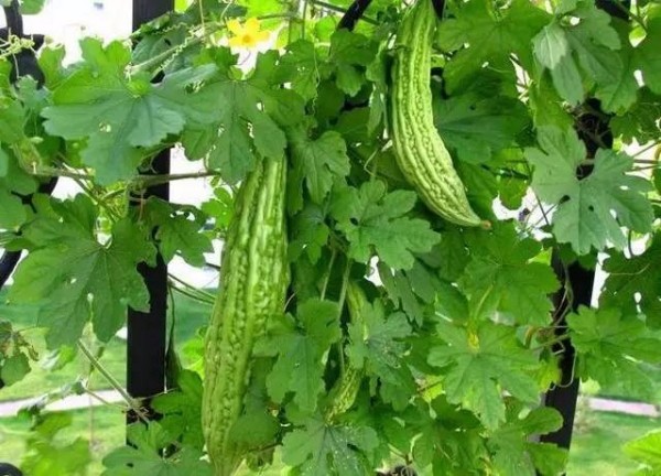 大姨妈食疗调理 排毒排污血吃它们