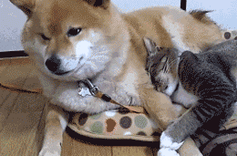 高手之间的对决 看谁的嘴硬