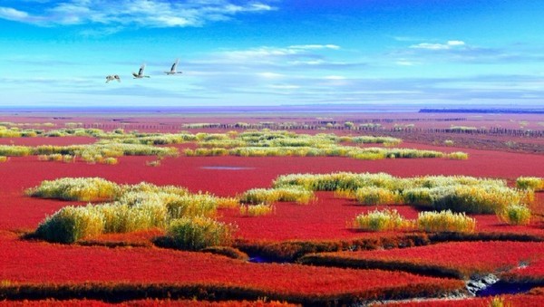 中国一大奇观—辽宁盘锦红海滩