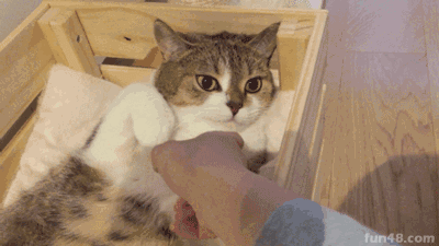 看什么看 不服是吧？有种别跑