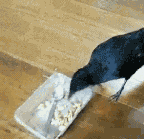 这个是什么怎么抓不到..