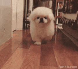 看什么看 不服是吧？有种别跑