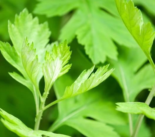 艾叶泡脚的方法