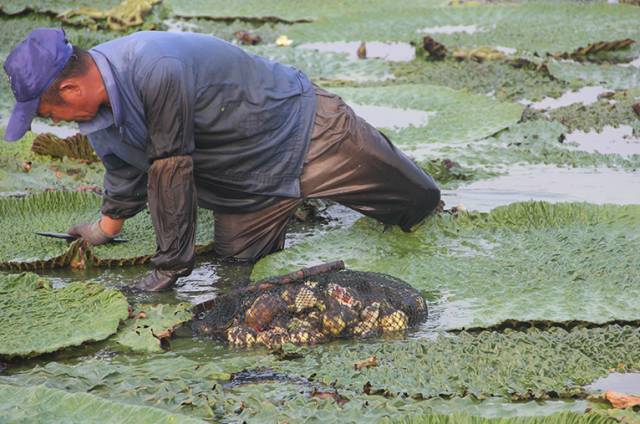 这种米却被称为女人的“不老米”，男人的“长寿米”！