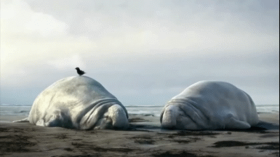 世界上最遥远的距离就是~看得见，吃不着