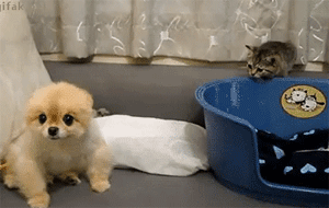 别看我小就可以欺负我 看掌...