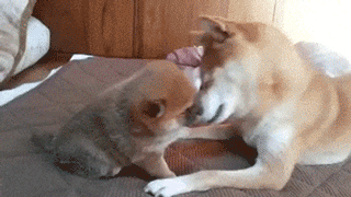 别看我小就可以欺负我 看掌...