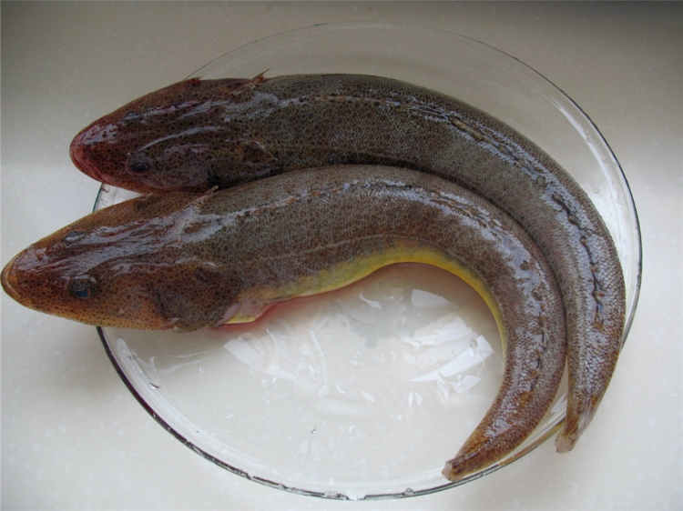 辫子鱼的营养价值