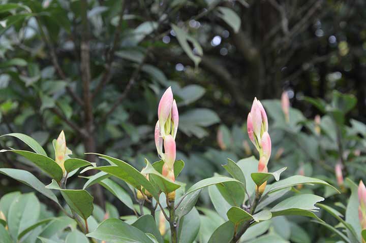 【旅行】2018惠州-罗浮山穿越