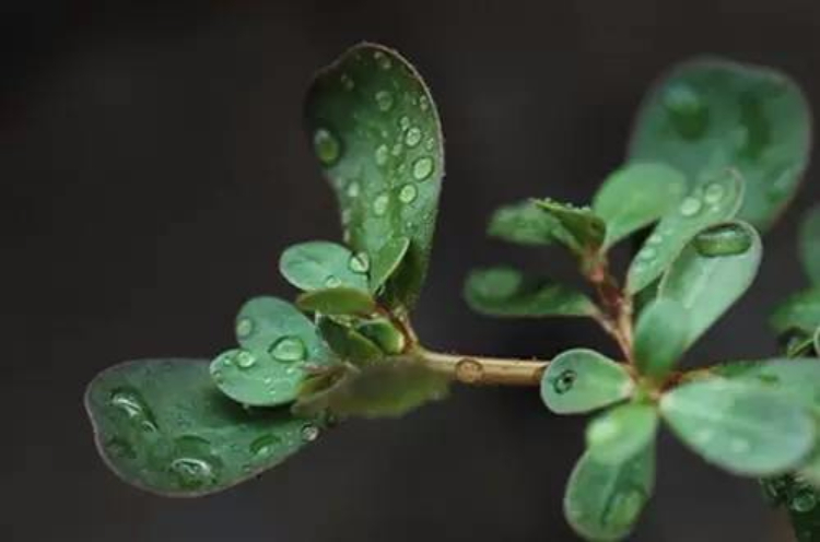 这种野菜是“白发克星”！郊外随处可见，可惜人们都扔了…