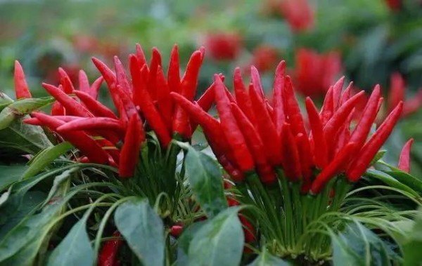 大姨妈食疗调理 排毒排污血吃它们