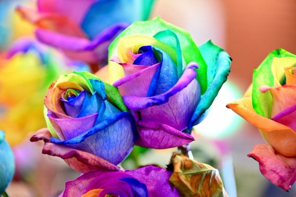 朝圣春天，让我们一起去荷兰看花